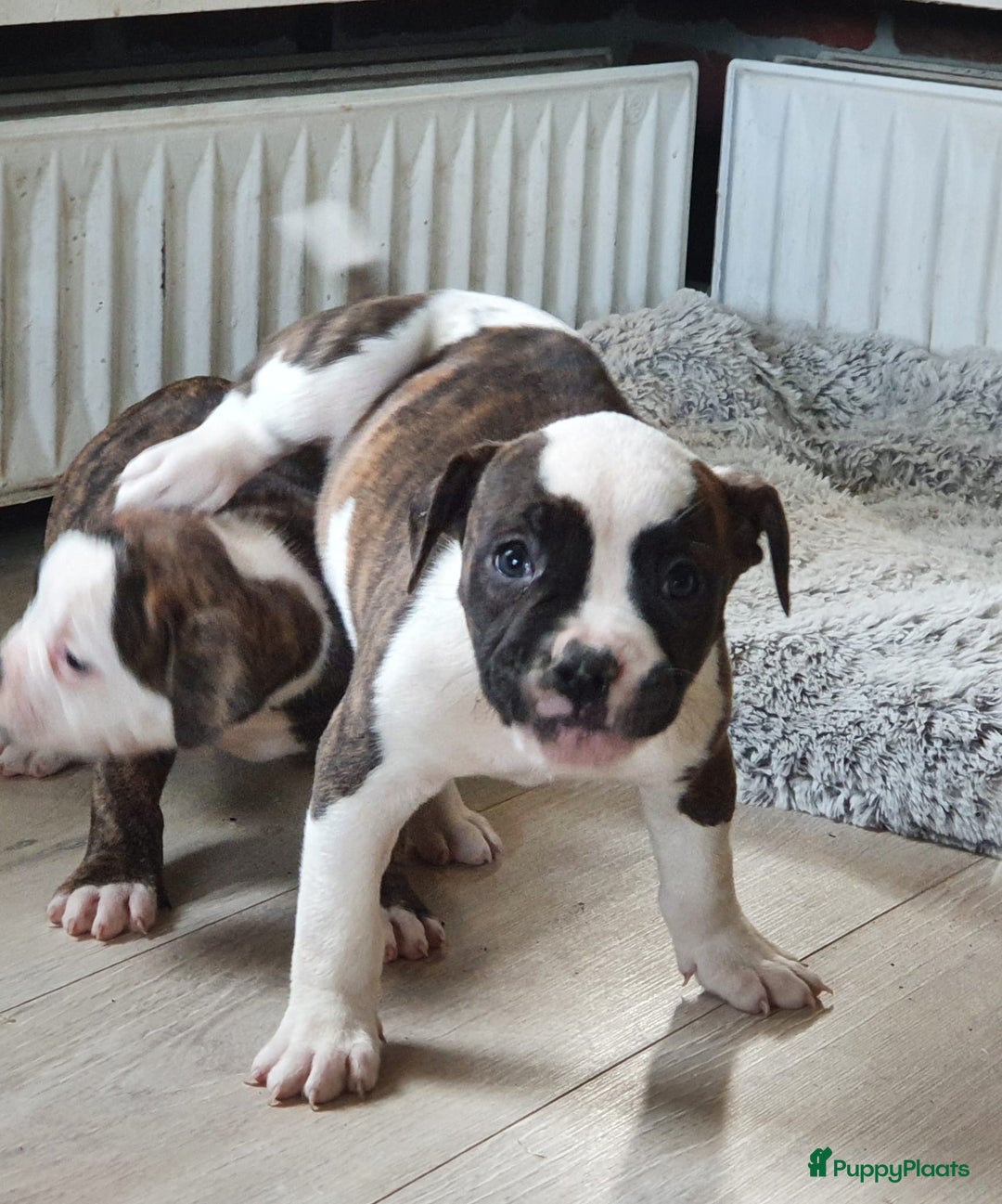 Amerikaanse Bulldog honden te koop: Prachtige Amerikaanse bulldog pups met stamboom - Advertentie 7