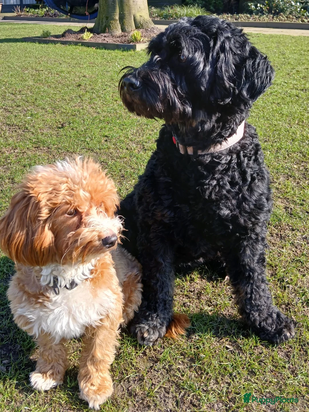 Kruising honden te koop: Het is bijna zover!  - Advertentie 9