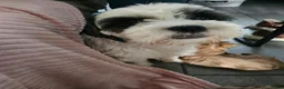 Maltipoo honden te koop: Maltipoo - Advertentie 1
