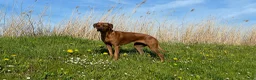 Rhodesian Ridgeback honden te koop: Rhodesian Ridgeback pup Reu 29 mei ophalen - Advertentie 4