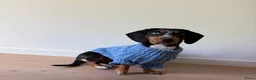 Teckel (korthaar)  honden te koop: Standaard teckel  - Advertentie 4