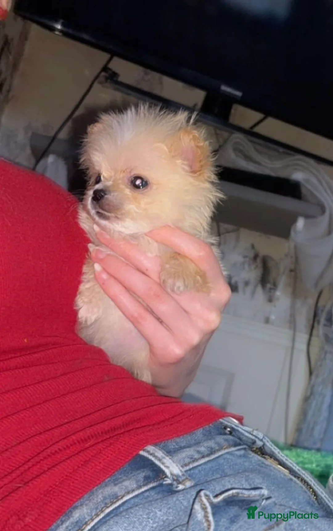 Pomeriaan honden te koop: Pomeriaan Pomeranian Pups Reutjes Geteste Ouders - Advertentie 6