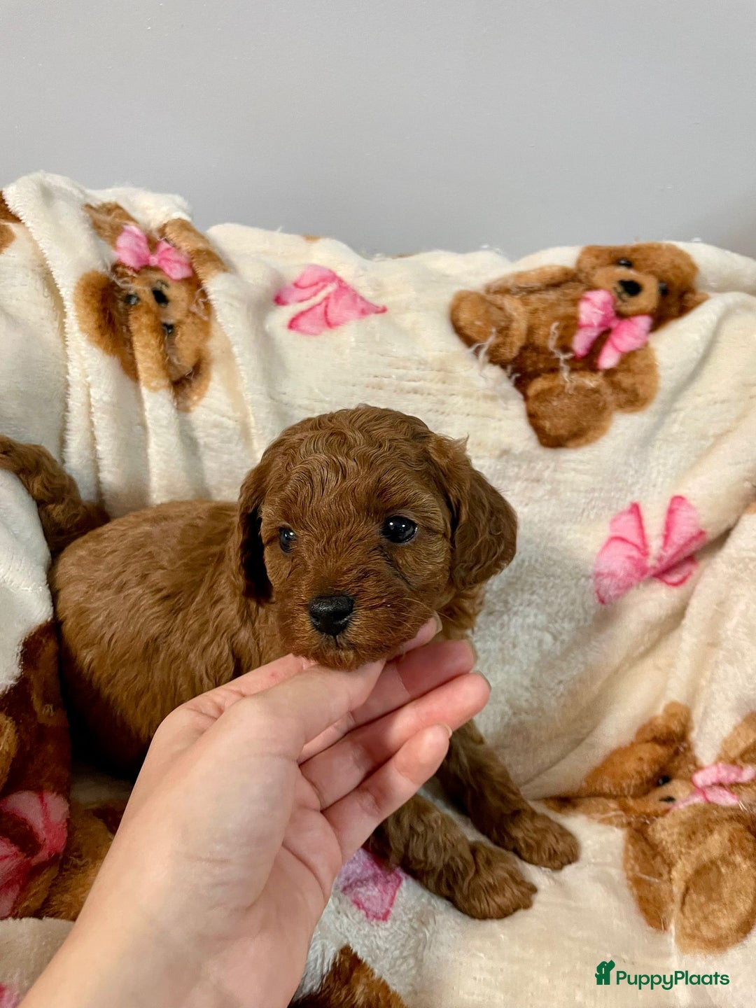 Poedel Toy honden te koop: 4 Prachtige Toy poedel teefjes - Advertentie 9