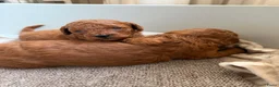 Poedel Toy honden te koop: Lieve rode toypoedel pups zoeken een warm thuis - Advertentie 7