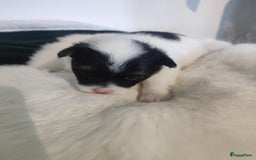 Maltipoo honden te koop: Prachtige pups maltipoo-pomerian in Helmond - Afbeelding 18