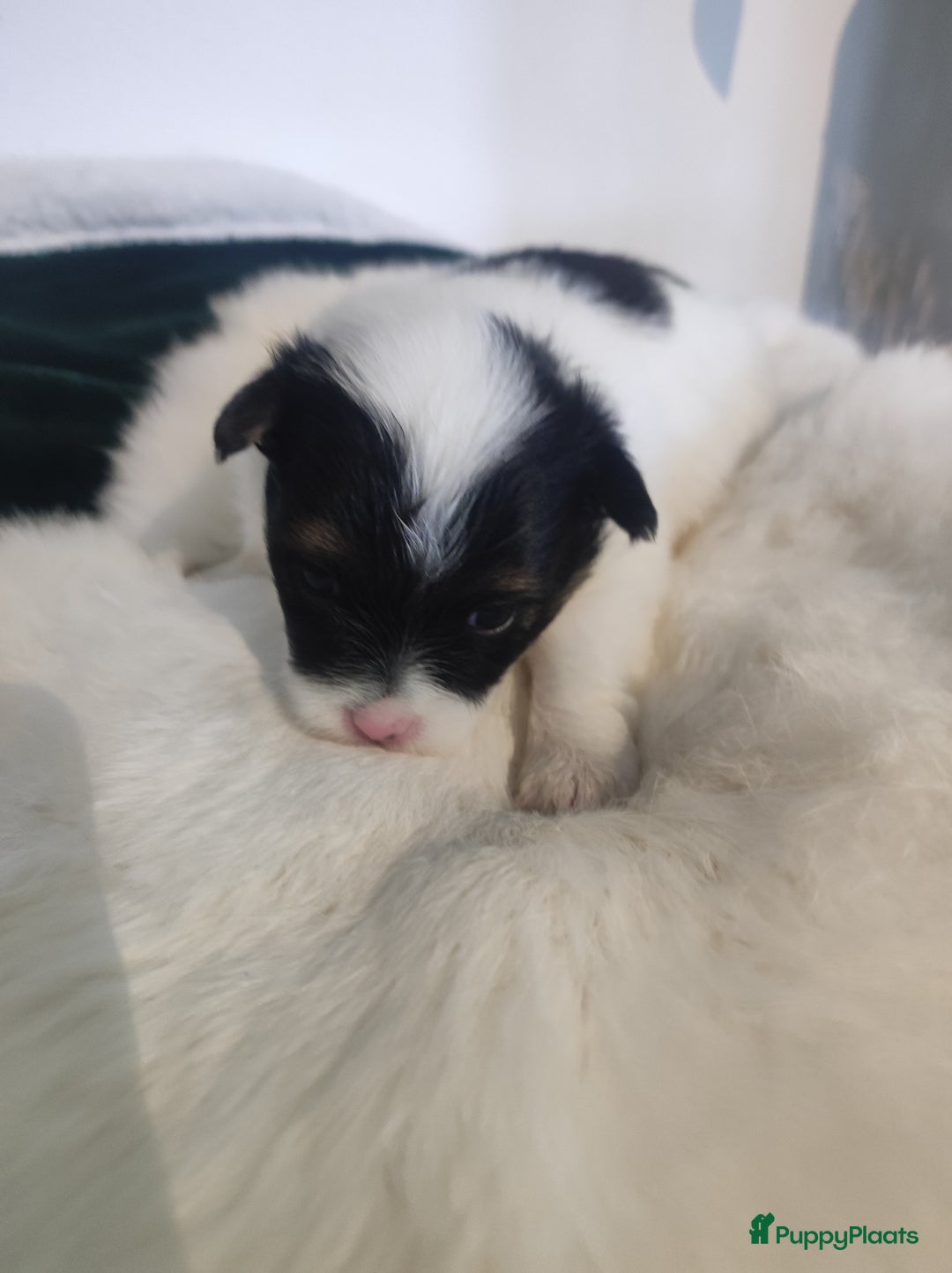 Maltipoo honden te koop: Prachtige pups maltipoo-pomerian in Helmond - Afbeelding 18