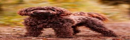 Australian Labradoodle honden te koop: Australian labradoodle puppy’s  - Advertentie 3