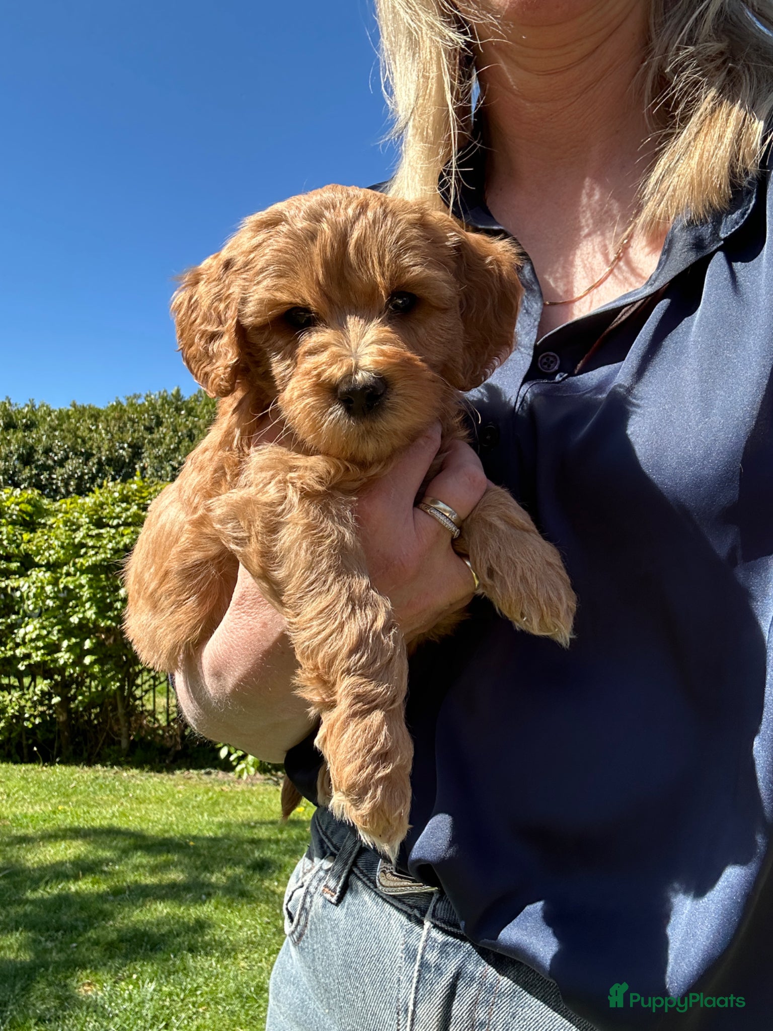 Kruising honden Lieve half austrian labradoodle 5 mei ophalen  - Advertentie 1