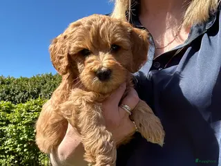 Kruising honden Lieve half austrian labradoodle 5 mei ophalen - Advertentie 1