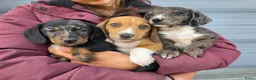 Teckel (korthaar)  honden te koop: Dwergteckel reu en teefje zoeken nieuw huisje - Advertentie 1