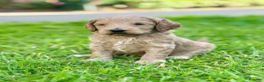 Labradoodle blond