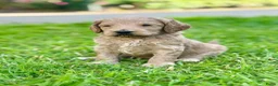 Labradoodle honden te koop: Hele mooie medium Labradoodle pups - Advertentie 21