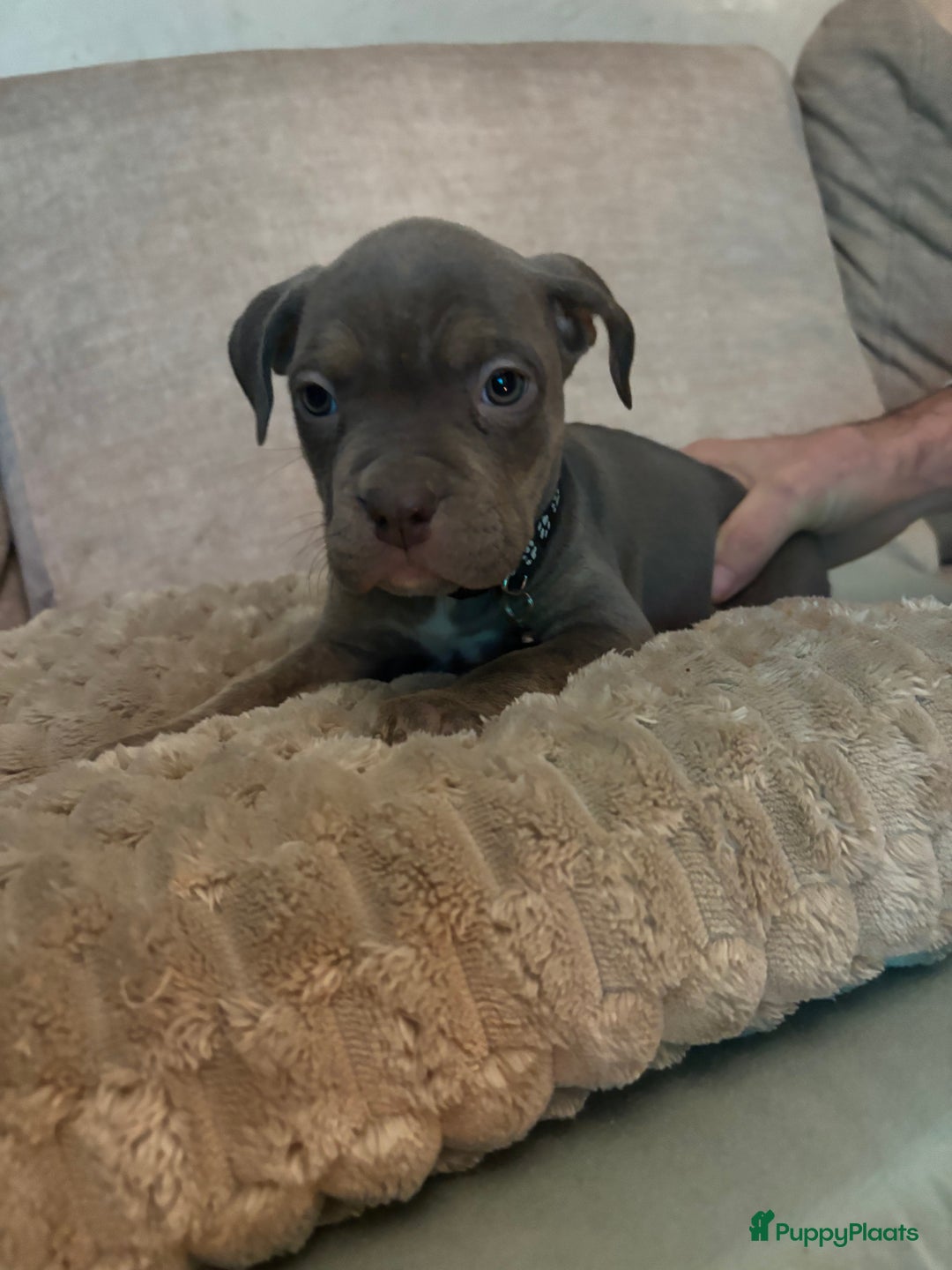 Amerikaanse Bully honden te koop: Amerikaanse bully xl - Advertentie 3