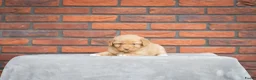 Nova Scotia Duck Tolling Retriever honden te koop: Super gesocialiseerd Toller Pups! - Advertentie 5