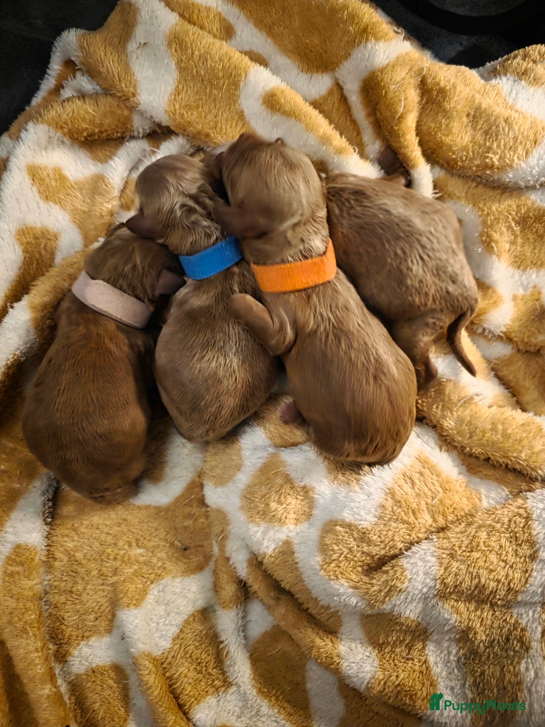 Poedel honden te koop: Xenna rood/witte harlekijn,Sem Rood dwergpoedel  - Advertentie 1