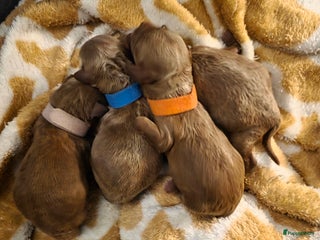 Poedel honden Xenna rood/witte harlekijn,Sem Rood dwergpoedel - Advertentie 4