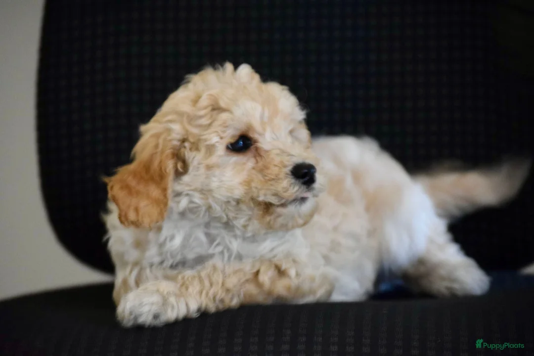 Maltipoo honden te koop: Mooie kleinblijvende MALTIPOO PUPS Met garantie  - Advertentie 7