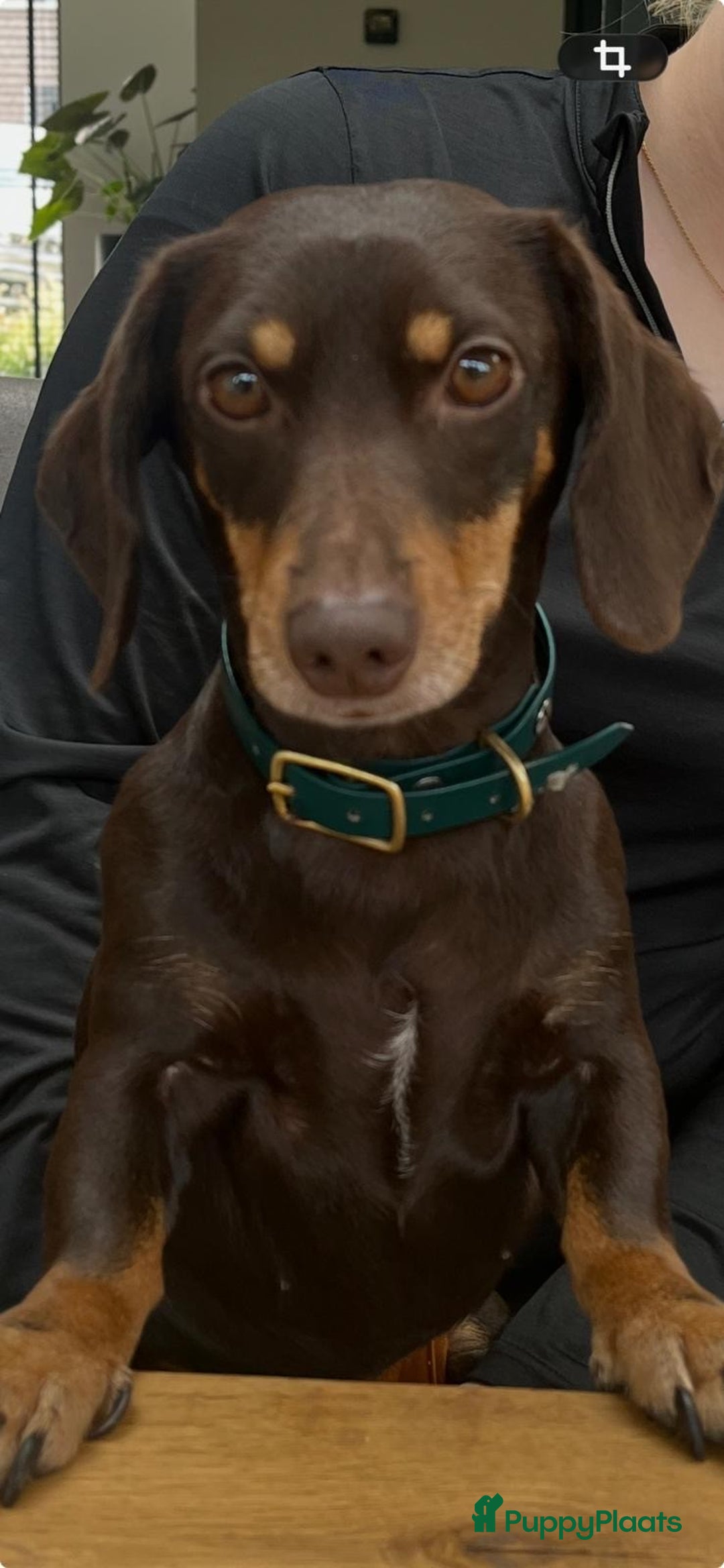 Teckel (korthaar)  honden te koop: Dwerg Teckel pups 2-1 geboren NOG 2 BESCHRIKBAAR - Advertentie 18