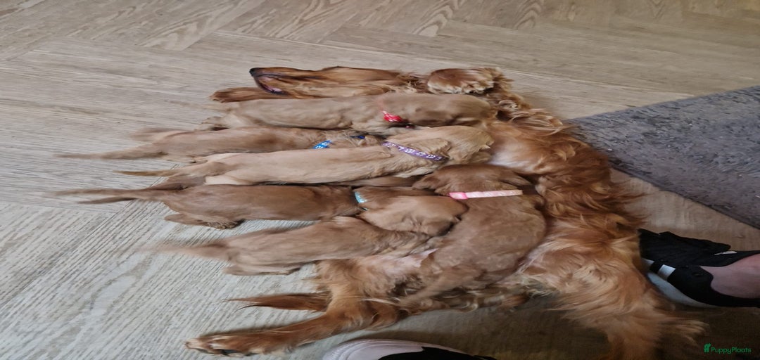 Galerij afbeelding {{count}}