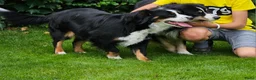 Australian Shepherd honden te koop: Prachtige mini Australian shepherd pups  - Advertentie 5