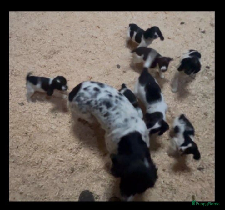 Engelse Springer Spaniel honden Springer Spaniel - Advertentie 1