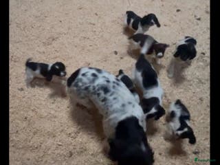 Engelse Springer Spaniel honden Springer Spaniel - Advertentie 1