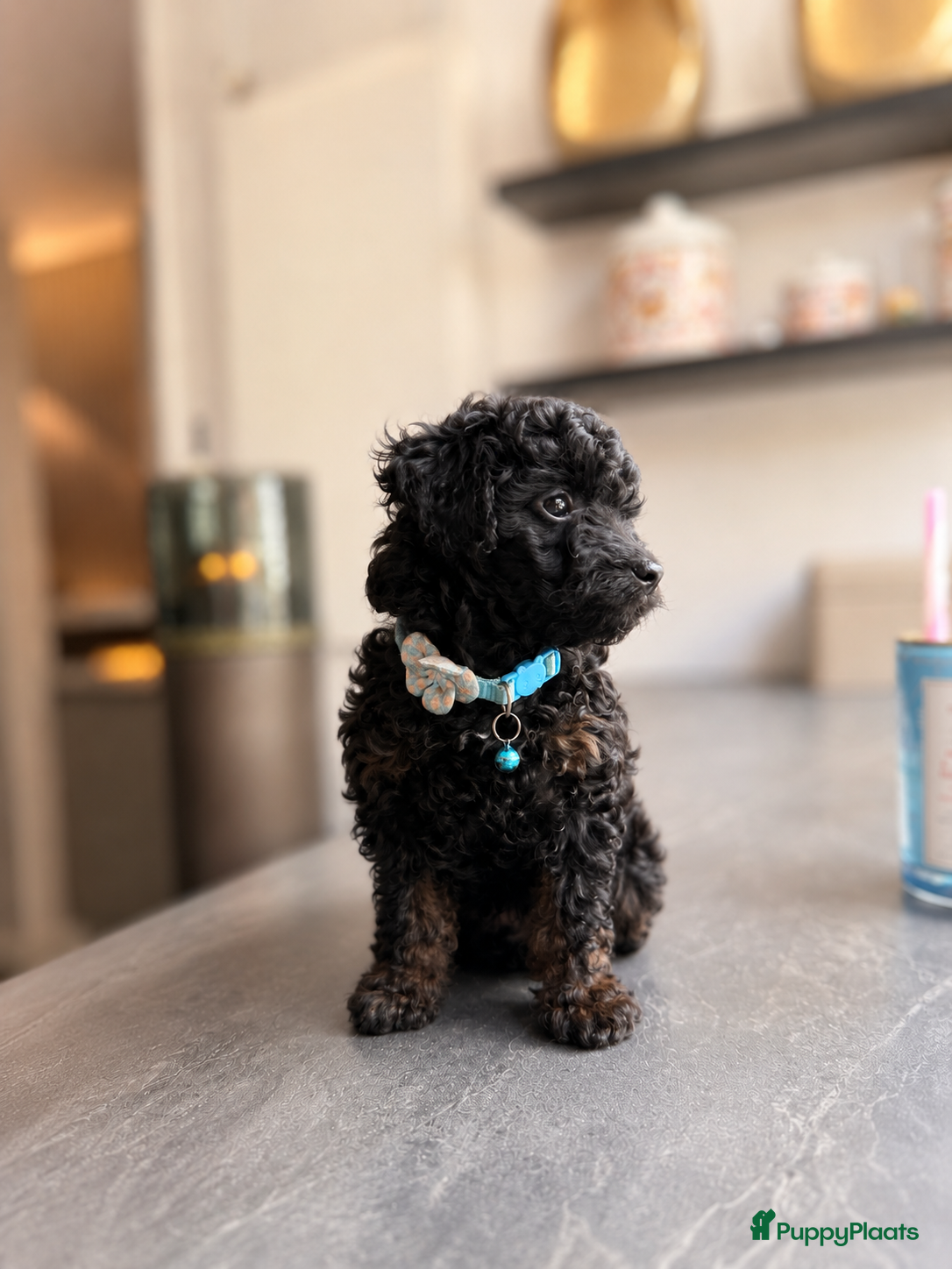 Maltipoo honden Maltipoo pups geteste vader/moeder - Advertentie 15