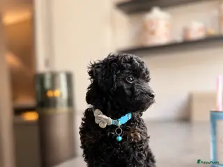 Maltipoo honden Maltipoo pups geteste vader/moeder - Advertentie 15