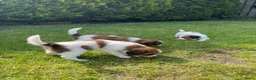 Kooikerhondje honden te koop: Raszuivere Kooikerpup reu. - Advertentie 20