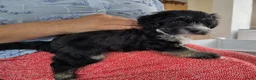 Kruising honden te koop: Prachtige pups - Advertentie 15