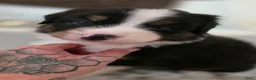 Australian Shepherd honden te koop: Prachtige Australian Shepherd puppy's geboren! - Advertentie 5
