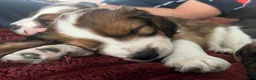 Kooikerhondje honden te koop: Kooiker pups Kooikerhondje  - Advertentie 7