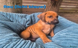 Rhodesian Ridgeback honden te koop: Rhodesian Ridgeback pups in Bentveld - Afbeelding 15