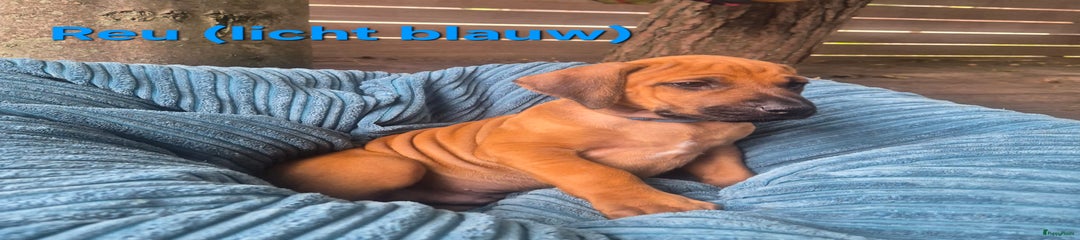Rhodesian Ridgeback Puppy 9