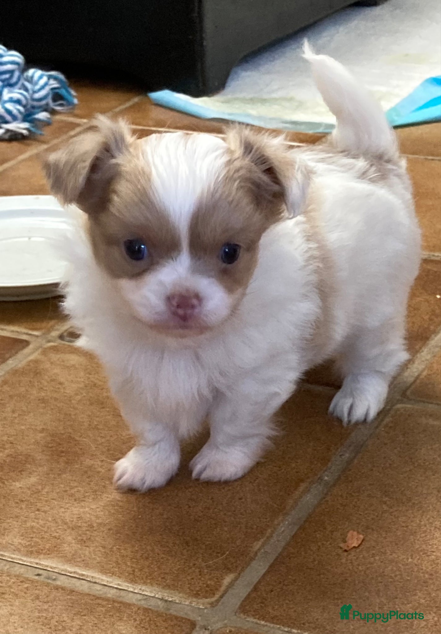 Chihuahua honden lang en kortharige chihuahua - Advertentie 1