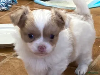 Chihuahua honden lang en kortharige chihuahua - Advertentie 1