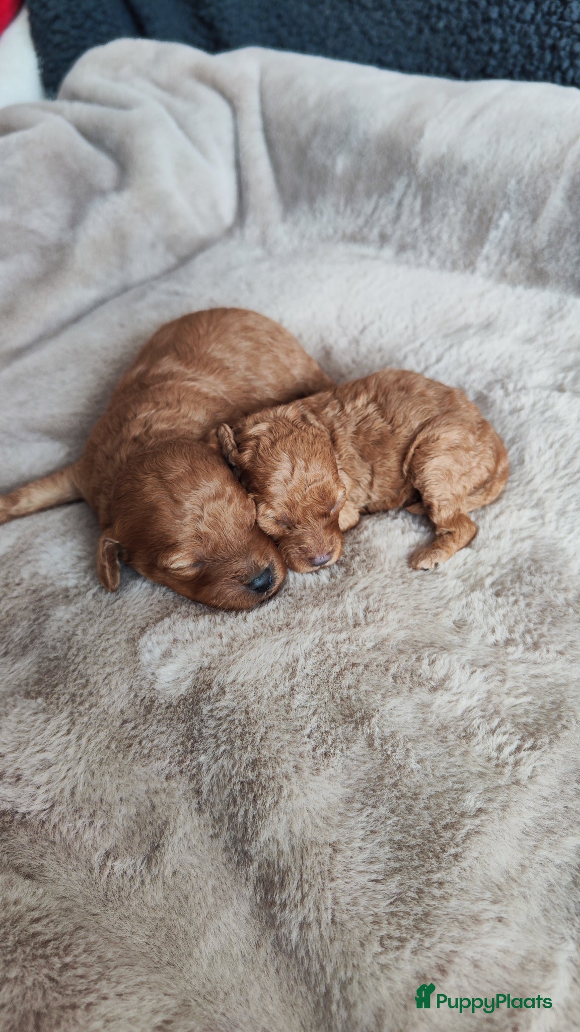 Poedel honden Dwergpoedelpups mini - Advertentie 1