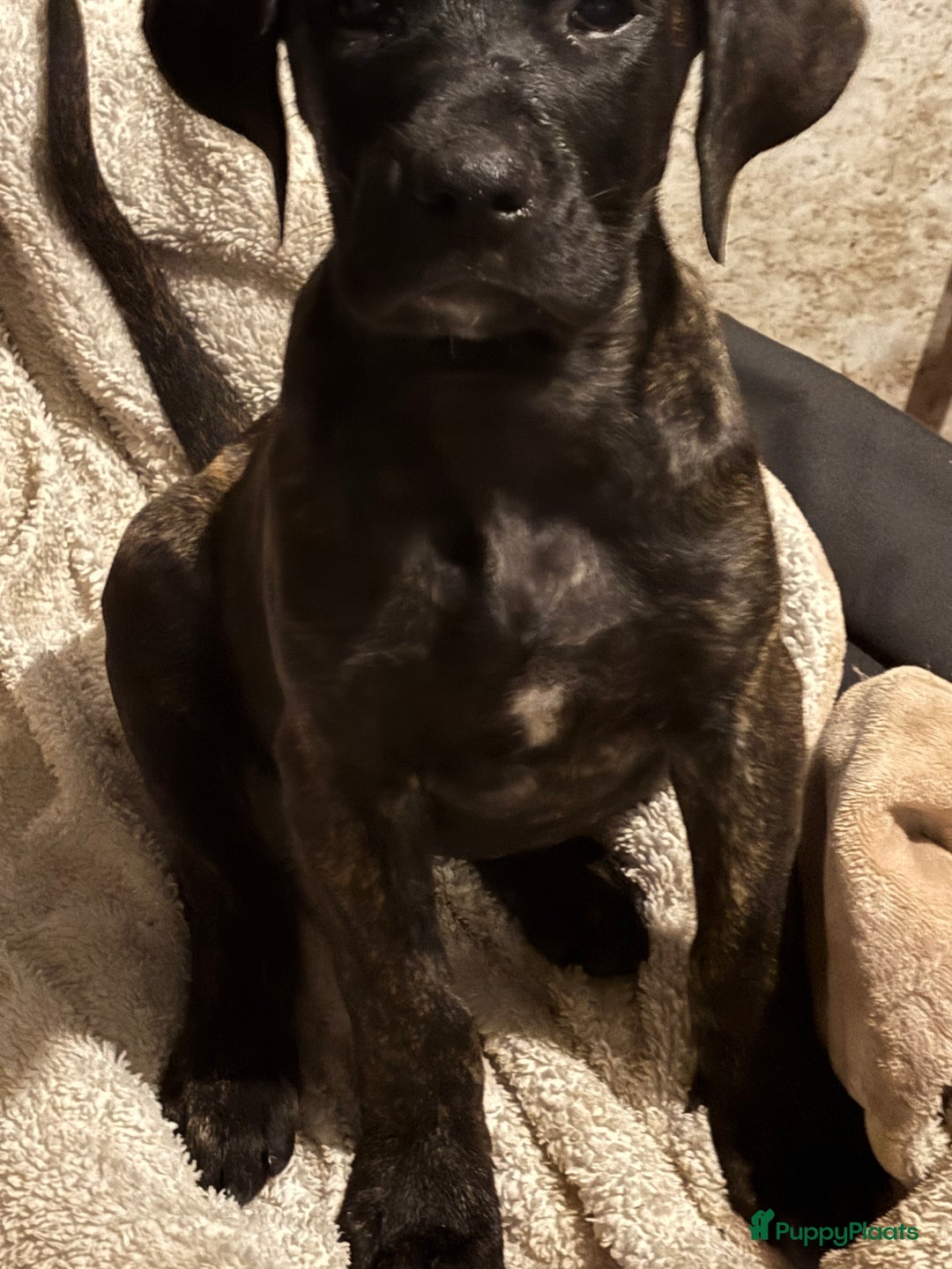 Kruising honden te koop: Mooie Presa/Fila 🥰 mastiff pups zoeken personeel  - Afbeelding 6