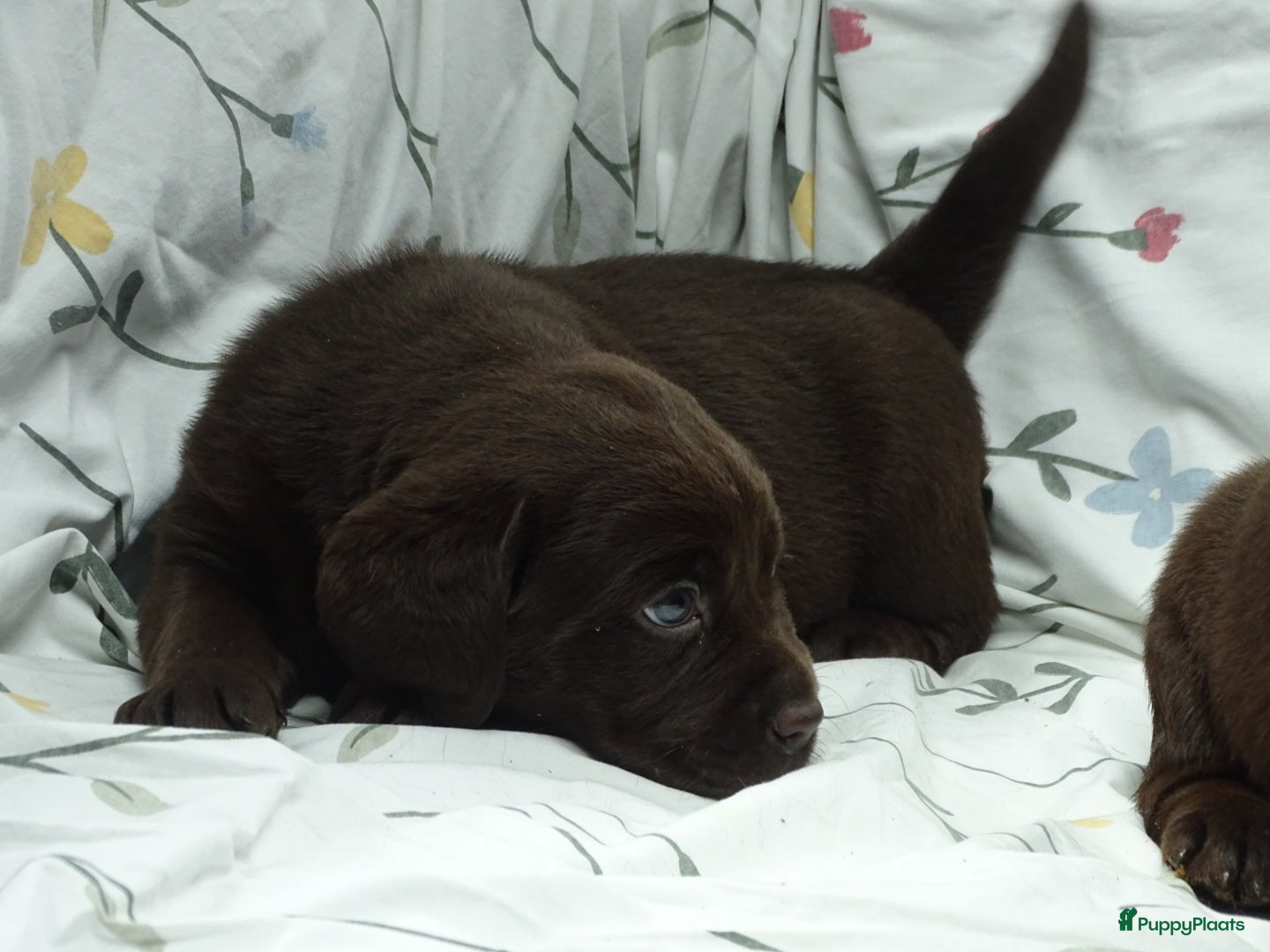 Labrador Retriever honden Labrador pups ouders met stamboom - Advertentie 1