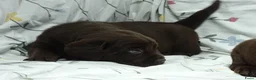 Labrador Retriever honden te koop: Labrador pups ouders met stamboom - Advertentie 1