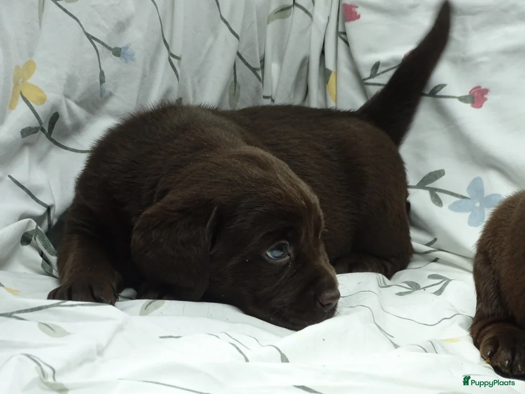 Labrador Retriever honden te koop: Labrador pups ouders met stamboom - Advertentie 1