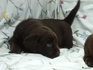 Labrador Retriever honden Labrador pups ouders met stamboom - Advertentie 1