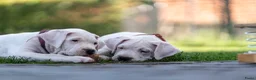 Dogo Argentino honden te koop: Dogo Argentino pups VDH/FCI-familiefokkerij - Advertentie 4