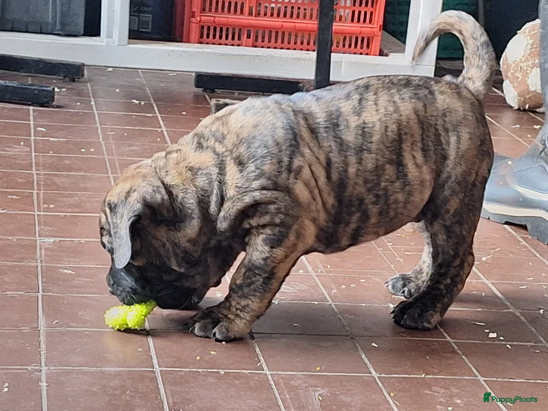 Boerboel honden te koop: Boerboel pups met SABBS stamboom - Advertentie 6
