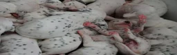 Dalmatiër honden te koop: Dalmatiër puppy's - Advertentie 6