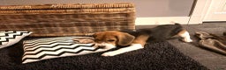 Beagle honden te koop: Beagle pup teef  - Advertentie 9