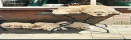 Portugese Waterhond honden te koop: Barbado da Terceira (puppies) in Leiderdorp - Advertentie 10