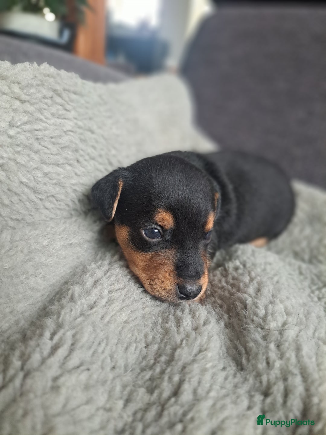 Jack Russel Terriër honden te koop: Mooi nest jack russel pups - Advertentie 3