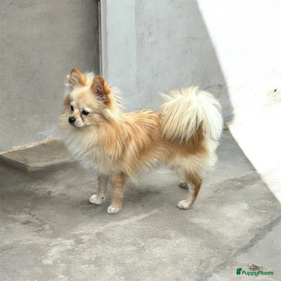 Kruising honden te koop: POMAPOO PUPS - Advertentie 3