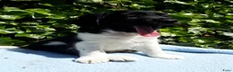 Friese Stabij honden te koop: Mooi getekende Friese Stabij pups(reutjes) - Advertentie 4